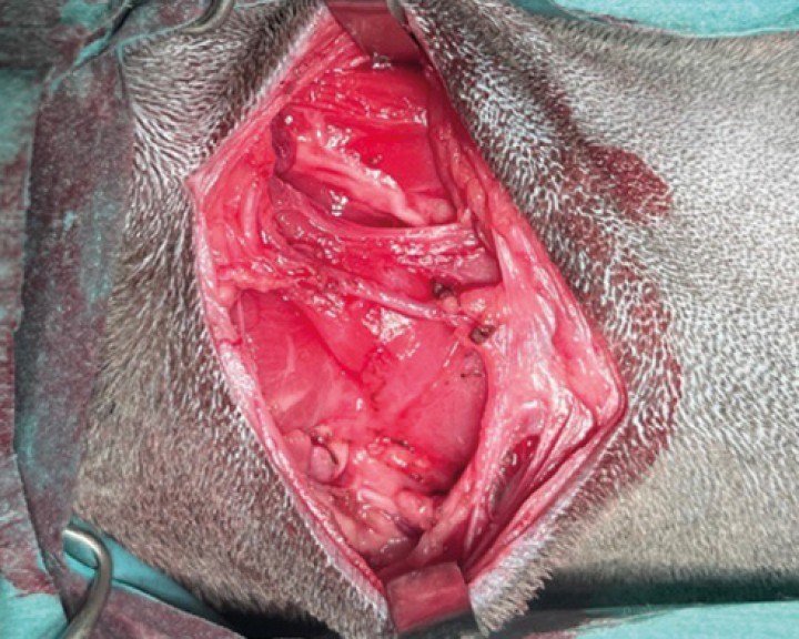 Espacio subcutáneo donde se localizaba el complejo mandibular-sublingual. Tras su completa exéresis se realiza una irrigación del plano subcutáneo con ropivacaína al 0,2 %. Se coloca drenaje de succión activa y cierre de la zona quirúrgica por planos: aposición del tejido muscular con polidioxanona 2/0 punta de aguja atraumática, aposición del tejido subcutáneo con polidioxanona 3/0 punta de aguja atraumática, sutura intracuticular con poligliconato 3/0 punta de aguja traumática.