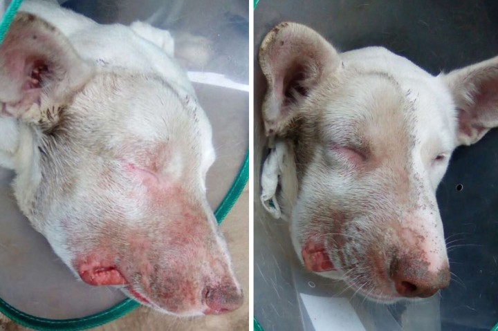 <p>Tumefacción, eritema y escoriaciones en el lado derecho del rostro.</p>