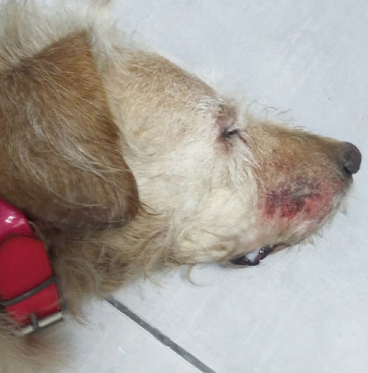 <p>Rigidez cervical, ptialismo y sialorrea en las comisuras labiales.</p>