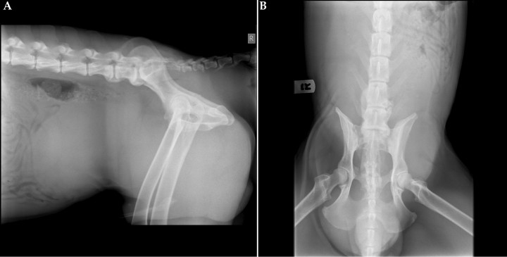 <p>(<strong>A</strong>) Proyección lateral derecha. (<strong>B</strong>) Proyección ventrodorsal de abdomen de un perro de tres años de edad que se presenta con historia de disuria, estreñimiento y protusión perineal.</p>
