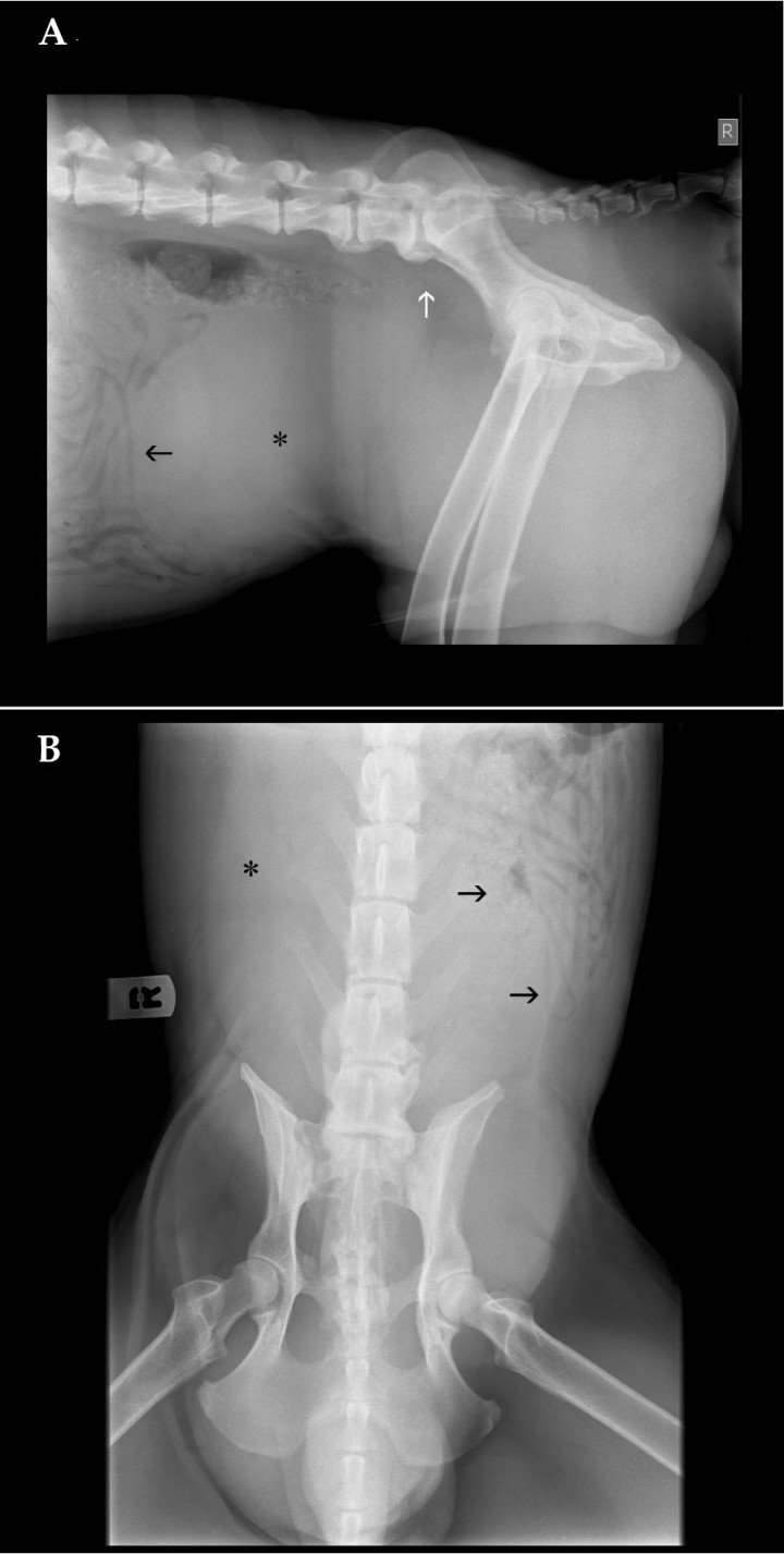 <p>Mismas imágenes que en Figura 1. (<strong>A</strong>) Proyección lateral derecha. Se observa una estructura de opacidad tejido blando ocupando el abdomen caudal (asterisco), con desplazamiento craneal de las asas intestinales (flecha negra) y desplazamiento dorsal del colon descendente, produciendo estenosis de su luz a nivel de L7 (flecha blanca). (<strong>B</strong>) Proyección ventrodorsal. Al igual que en la proyección lateral, se observa la misma estructura de opacidad tejido blando (asterisco), así como el desplazamiento de las asas intestinales (flechas negras).</p>