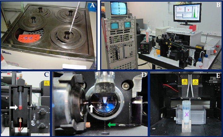 <p>Citómetro de flujo adaptado para el sexaje de espermatozoides. (<strong>A</strong>) Baño de agua a 36 ºC en oscuridad para incubación de espermatozoides con el fluorocromo Hoechst 33342. (<strong>B</strong>) Citómetro de flujo MoFlo SX. (<strong>C</strong>) Muestra espermática teñida con Hoechst 33342 y <em>food dye</em> (flecha). (<strong>D</strong>) Impacto del láser ultravioleta (flecha blanca) sobre la muestra de espermatozoides (flecha verde). (<strong>E</strong>) Placas cargadas eléctricamente para la separación y recolección de la población de espermatozoides con cromosoma X, en este caso.</p>