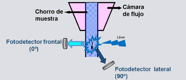 <p>Representación esquemática del paso a través de la cámara de flujo del citómetro y la orientación de las células espermáticas con respecto al láser ultravioleta y al fotodetector.</p>