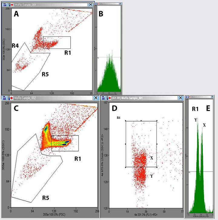 <p>(<strong>A</strong>, <strong>B</strong>) Gráficas en forma de <em>dotplot</em> e histograma generados por el citómetro de flujo tras analizar una muestra espermática teñida con 5 µl de H-42. Se puede observar que no es posible la identificación de ambas poblaciones espermáticas X e Y. (<strong>C</strong>, <strong>D</strong>, <strong>E</strong>) Gráficas en forma de <em>dotplot</em> e histograma que muestran las señales de fluorescencia generadas tras el análisis de una muestra espermática teñida con 10 µl de H-42. Las poblaciones X e Y se diferencian claramente. La región R1 representa la población que pasa correctamente orientada con respecto al láser del citómetro de flujo. La región R5 representa los espermatozoides que incorporan el colorante <em>food-dye </em>y que no son viables y, por ende, son desechados.</p>