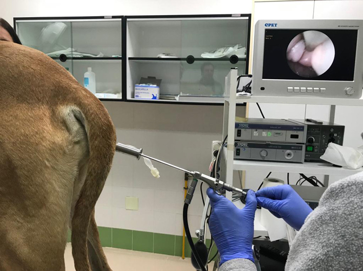 <p>Inseminación intrauterina mediante el uso de un fibroendoscopio rígido especialmente diseñado para tal fin. Una vez introducido hasta la porción más craneal de la vagina, se observa en la pantalla la introducción de la sonda estéril en el interior del cérvix de la perra.</p>