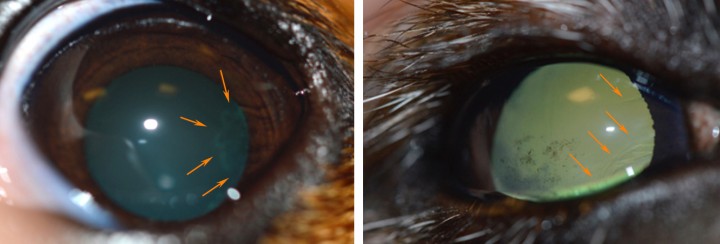 <p><strong>Presentación anterior del vítreo. </strong>En la imagen de la izquierda observe la imagen vermiforme indicada por las flechas. Estas fibras blanquecinas salen por detrás del iris, bordean la parte posterior del iris y sobresalen por el borde pupilar. En la imagen de la derecha se observan fibras en el borde pupilar medial (a la derecha) que sobresalen de detrás del iris. Si bien se podrían confundir con lesiones del cristalino, en este caso se observaban estas fibras rostrales al cristalino y dotadas de movimiento. Estas fibras son denominadas como presentación anterior del vítreo. Son fibras vítreas que han traspasado la parte de las fibras que mantienen el cristalino “in situ”, llamadas fibras zonulares. Al ser alumbradas por una luz focal, se observan como humo en la cámara anterior. Este cambio puede ser poco relevante, si bien es una lesión importante a identificar pues puede ser el preludio de una situación de emergencia: luxación anterior del cristalino.</p>