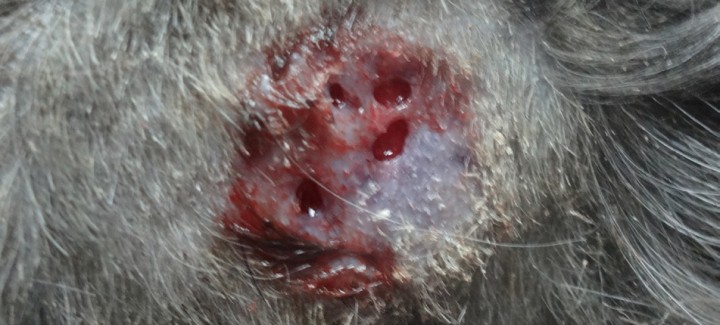 <p>Lesión con apariencia en “panal de abeja”.</p>