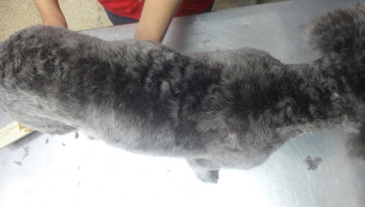 <p>Vista dorsal del mismo paciente 1 mes después del tratamiento.</p>