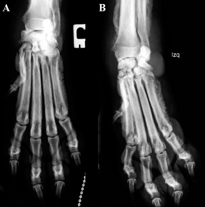 <p>Proyección dorsopalmar de la zona del carpo y metacarpo. <strong>(A)</strong> Derecha.<strong> (B) </strong>Izquierda. </p>