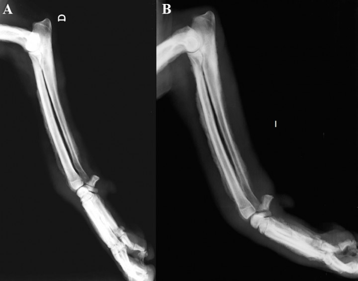 <p>Proyección mediolateral de cúbito y radio. <strong>(A) </strong>Derecha. <strong>(B) </strong>Izquierda.</p>