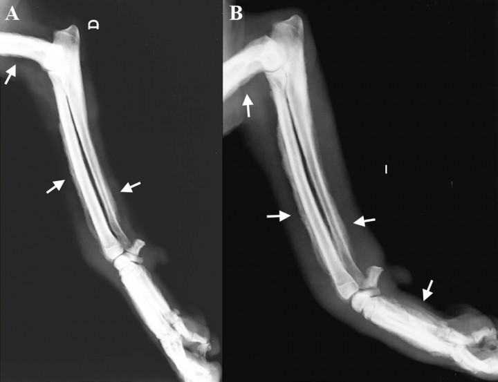 <p>Mismas radiografías de la Figura 2. Se observa reacción perióstica del tipo en empalizada (ver flechas) con afectación del aspecto dorsal y palmar del cuerpo de los huesos metacarpianos y del proceso accesorio del carpo, de la cara craneal de la epífisis distal y de la diáfisis del radio, del borde caudal de la diáfisis distal del cúbito y del margen craneal y caudal del tercio distal del húmero. No hay afectación de las superficies articulares ni destrucción ósea. Se aprecia la tumefacción de los tejidos blandos.</p>