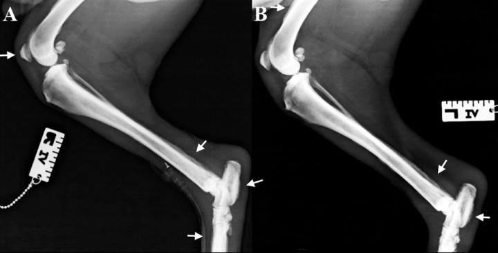 <p>Mismas radiografías de la Figura 3. Se observa reacción perióstica del tipo en empalizada (ver flechas) en el aspecto dorsal del cuerpo del metatarso y del hueso calcáneo con afectación del tercio distal de la diáfisis de la tibia en su aspecto caudal. La rótula presenta en su cara craneal las mismas lesiones, al igual que el tercio distal de la diáfisis del fémur. En la extremidad posterior izquierda se observa afectación del hueso calcáneo, del tercio distal de la diáfisis de la tibia en su aspecto caudal y en el aspecto craneal del fémur. No existe afectación de las superficies articulares. Tumefacción de los tejidos blandos del tarso.</p>