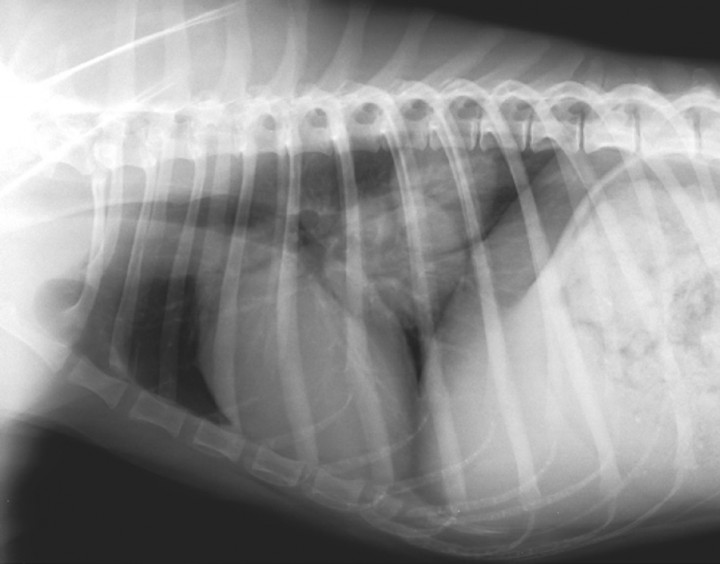 <p>Proyección lateral derecha de tórax. Se observa patrón intersticial nodular multifocal en los lóbulos pulmonares caudales donde se observan dos masas bien diferenciadas de forma redondeada con opacidad de tejido blando, de contorno regular de 4,5 cm y 6 cm de diámetro, respectivamente, que se superponen parcialmente.</p>