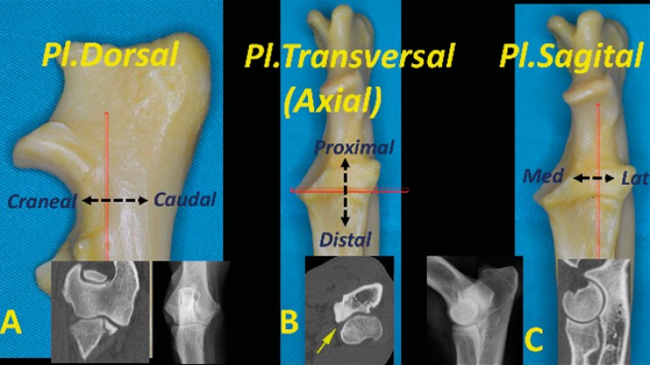 <p>Imágenes de un cúbito en vistas lateral (<strong>A</strong>) y craneal (<strong>B</strong> y <strong>C</strong>) de un codo normal. Se representa la forma de obtener los planos de corte: dorsal (A), transversal (B) y sagital (C) y sus imágenes más representativas. El plano dorsal produce una imagen similar a la radiografía craneocaudal y el sagital (C) una imagen similar a la radiografía mediolateral.</p>