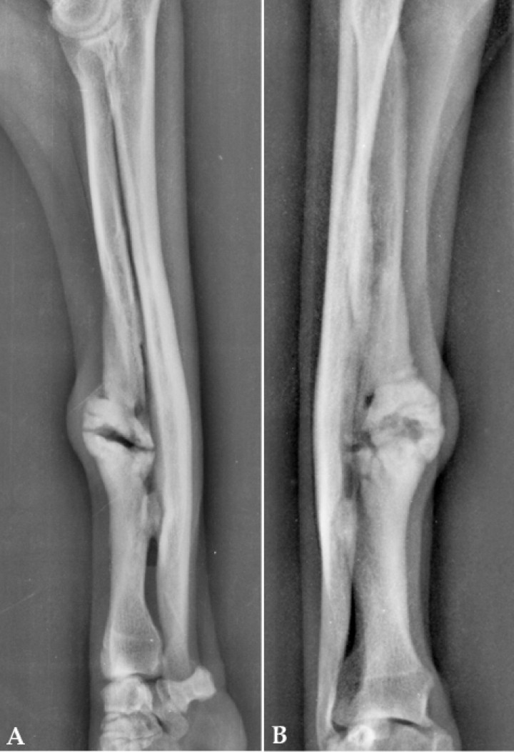 <p> (<strong>A</strong>) Proyección radiológica mediolateral. (<strong>B</strong>) Proyección radiológica craneocaudal. Se puede observar la no unión hipertrófica (día 508).</p>