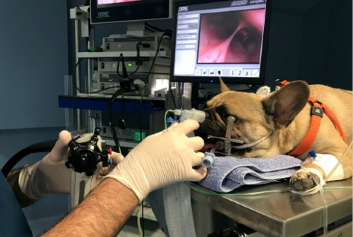 <p>Maniobra de <em>flushing</em> nasal para detectar la presencia de <em>Pneumonyssoides caninum</em> durante la exploración endoscópica caudal.</p>