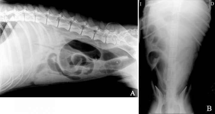 <p>Imagen radiográfica de la cavidad abdominal de un perro mestizo de un año y medio de edad, con historia clínica de vómitos crónicos y adelgazamiento de dos semanas de evolución. (<strong>A</strong>) Proyección lateral. (<strong>B</strong>) Proyección ventrodorsal.</p>