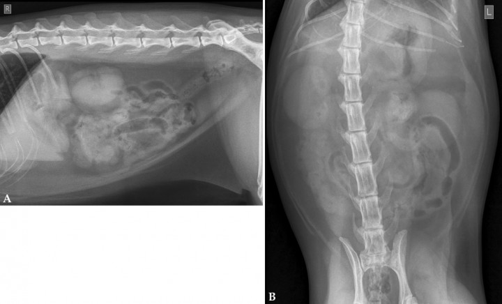<p>Radiografías de la cavidad abdominal de un gato Común Europeo de 10 años. (<strong>A</strong>) Proyección lateral derecha. (<strong>B</strong>) Proyección ventrodorsal.</p>