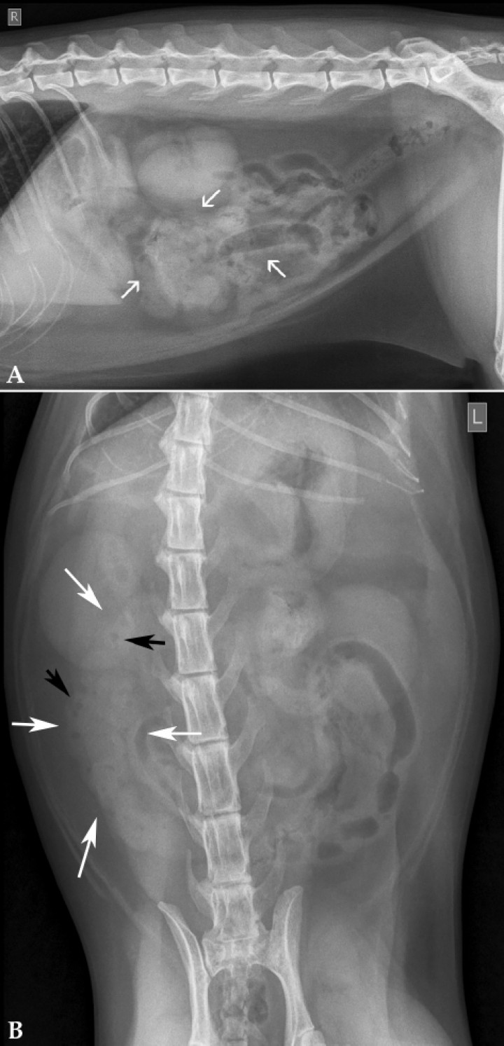 <p>Mismas radiografías que en la Figura 1. (<strong>A</strong>) Se observa gran parte de las asas de intestino delgado agrupadas en el abdomen medio (flechas blancas) en la zona ventral. (<strong>B</strong>) Asas agrupadas en el lado derecho (flechas blancas). En su interior se visualizan pequeñas burbujas de gas distribuidas de forma geométrica (flechas negras).</p>