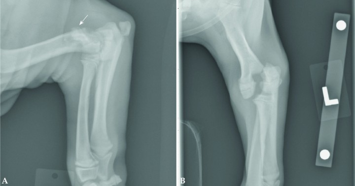 <p>Radiografías de codo en un cachorro de 3 meses de edad. En la proyección mediolateral (Fig. 6A) podría resultar difícil diagnosticar la fractura, aunque se aprecian elementos que deberían generar sospecha de que no es normal, como la presencia de un posible fragmento óseo superpuesto con la cortical caudal del húmero distal (flecha). Si el estudio radiológico no se completa con una proyección craneocaudal (Fig. 6B) es posible cometer el error de no diagnosticar esta fractura Salter-Harris de tipo IV de la parte lateral del cóndilo humeral.</p>