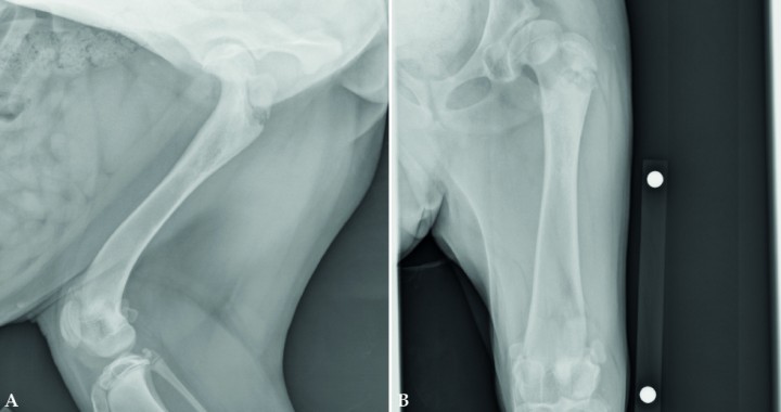 <p>Cuando no se realiza el diagnóstico de las fracturas de las líneas de crecimiento a tiempo, estas pueden tener consecuencias graves, incluso cuando las fracturas afectan a una prominencia ósea como el trocánter mayor del fémur. Radiografías de un cachorro de 6 meses de edad que presenta una no-unión de una fractura de la línea de crecimiento del trocánter mayor. En la proyección mediolateral del fémur (Fig. 8A) se observa esclerosis en la zona de la línea de crecimiento del trocánter mayor y signos de no-unión. En la proyección craneocaudal del fémur (Fig. 8B) se observa una no-unión y cambios degenerativos severos de la articulación de la cadera; estos son debidos a laxitud articular exacerbada por la pérdida de soporte muscular.</p>