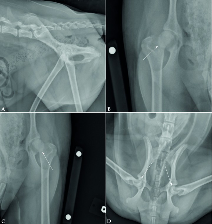 <p>Comparar radiografías de un miembro con el contralateral es una buena forma de facilitar el diagnóstico de algunas fracturas, aunque podría ser más difícil cuando la fractura es bilateral. Estas radiografías son de un cachorro de 10 meses de edad al que no se le diagnosticó una fractura bilateral de la cabeza femoral. La proyección mediolateral de la pelvis (Fig. 9A) no nos ayudaría en el diagnóstico de esta condición, pero sí para descartar otras patologías. En las proyecciones craneocaudales de cada fémur (Fig. 9B-9C) puede parecer a priori que no existe ningún problema, pero si se observan con detenimiento, se visualiza una radiopacidad en el cuello femoral dando una imagen de una estructura circular que engloba la cabeza femoral (flecha). Esta imagen se debe a la rotación de las cabezas femorales debido a la fractura de la línea de crecimiento. Para mejorar la visualización se realiza una radiografía ventrodorsal con los miembros pelvianos en posición de rana (Fig. 9D). En esta proyección se puede apreciar cómo existe un desplazamiento craneal de la metáfisis en relación con la epífisis (flechas).</p>