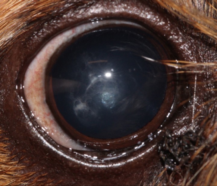 <p>Imagen de catarata incipiente en el perro. Nótese que la opacidad ocupa menos del 10 % del cristalino.</p>