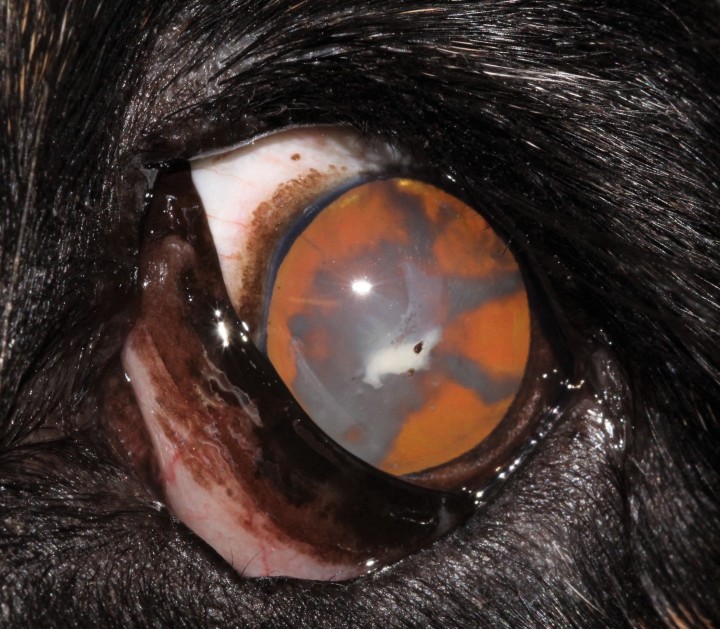 <p>Imagen de catarata inmadura temprana en el perro. Nótese que la opacidad ocupa menos del 50 % del cristalino.</p>