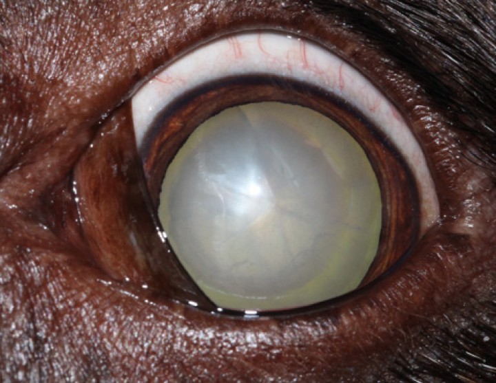 <p>Imagen de catarata inmadura tardía en el perro. Nótese que la opacidad ocupa más del 50 % del cristalino.</p>