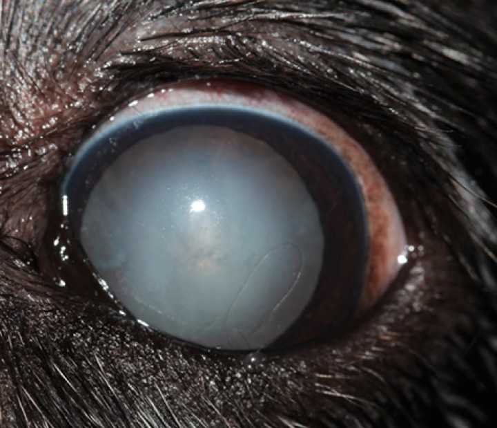 <p>Imagen de catarata madura en el perro. Nótese que la opacidad ocupa el 100 % del cristalino.</p>