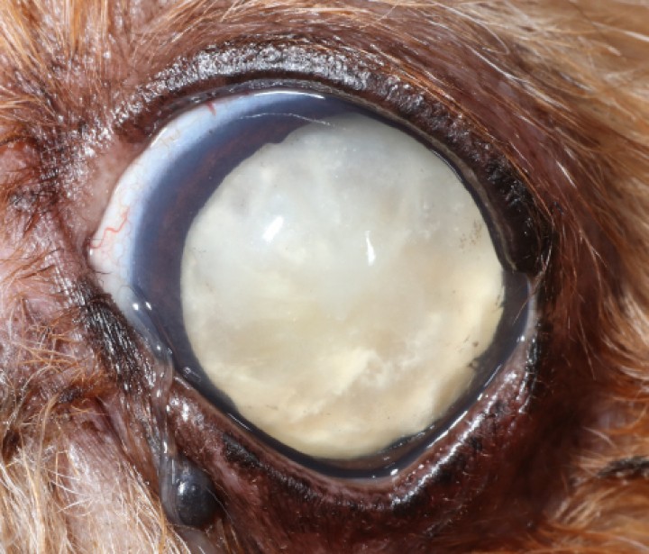 <p>Imagen de catarata hipermadura en el perro. Nótese que la opacidad ocupa el 100 % del cristalino y la cápsula se observa arrugada.</p>