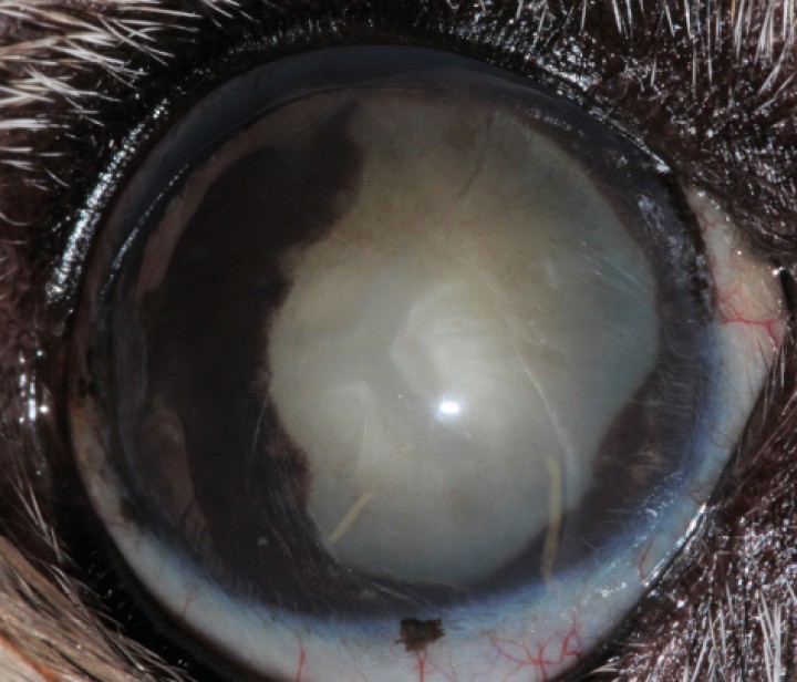 <p>Adherencia posterior del iris (sinequia) como resultado de uveítis crónica en el perro.</p>