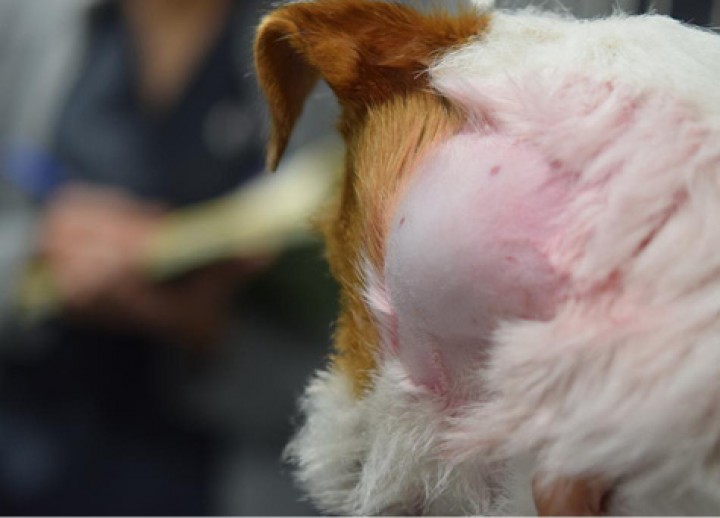 <p>Masa voluminosa y dolorosa a nivel cervical.</p>