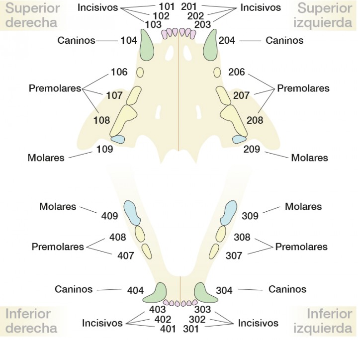 <p>Nomenclatura dental.</p>