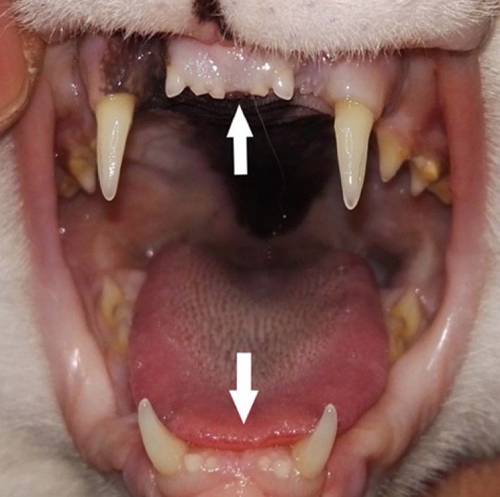 <p>Ausencia aparente de 201, 301, 401 (primeros incisivos maxilar izquierdo, mandibular izquierdo y derecho) (flechas).</p>