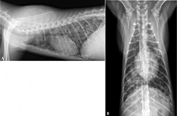 <p>Radiografías de tórax de un gato Común Europeo. (<strong>A</strong>) Proyección lateral derecha. (<strong>B</strong>) Proyección ventrodorsal.</p>
