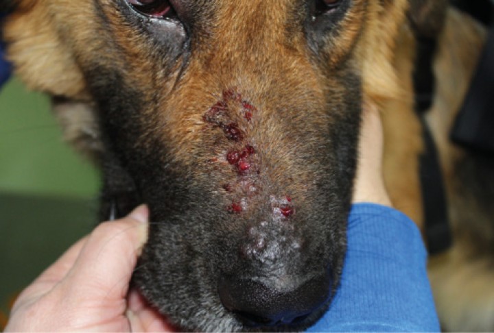 <p><strong>Forunculosis eosinofílica facial canina por picaduras generalmente de himenópteros.</strong> Este cuadro suele ser más común en razas grandes con un detalle anamnésico que puede ayudarnos mucho en el diagnóstico y que es el de la “afición” por perseguir insectos. Se caracteriza por un patrón papulopustular costroso y de contenido serohemorrágico afectando principalmente el puente nasal. Los diagnósticos diferenciales menos probables que deberían descartarse son la straelensiosis y la forunculosis por otras causas. Este diagnóstico podrá ser confirmado con una citología donde se puedan ver los eosinófilos y datos anamnésicos que lo apoyen. La mejor resolución para este problema es evitar que le piquen los himenópteros (abejas, avispas y hormigas son los más frecuentes) que suelen ser los insectos más comunes que producen esta patología. La respuesta a corticoterapia suele ser muy buena.</p>