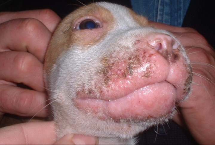 <p><strong>Celulitis juvenil canina</strong>. Esta presentación de aspecto pustular granulomatoso, que afecta principalmente a cachorros en labios, párpados, orejas y ganglios submandibulares con respecto a la cara, es una enfermedad poco frecuente, pero bastante evidente en el diagnóstico gracias a su cuadro clínico. Los diagnósticos diferenciales que se le podrían asemejar son el acné canino, la demodicosis o una forunculosis bacteriana. La citología del contenido de las pústulas suele evidenciar inicialmente un patrón piogranulomatoso estéril. El manejo terapéutico suele basarse en la utilización de corticoesteroides.</p>