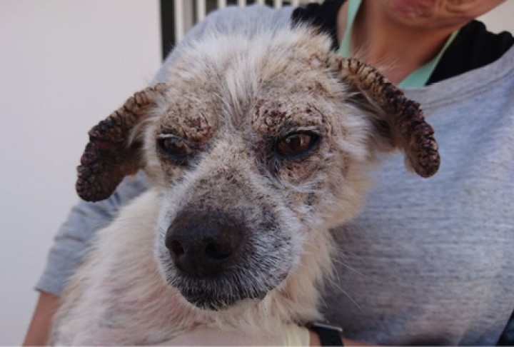 <p><strong>Aspecto rostral de un perro con sarna sarcóptica de larga evolución</strong>. Una presentación tan costrosa con la formación de placas secas y duras, que afecta principalmente los pabellones y alrededor de los ojos, puede ser bastante indicativa de esta enfermedad si, además, va acompañada de un alto nivel de prurito. Observando detenidamente veremos que la trufa no se ve involucrada y que el puente nasal no está muy afectado. Los diagnósticos diferenciales más probables irían orientados hacia el pénfigo foliáceo y la dermatofitosis. Los raspados realizados en los bordes auriculares pueden ser confirmatorios. Es una enfermedad que se suele resolver sin inconvenientes con el uso de antiparasitarios externos indicados.</p>