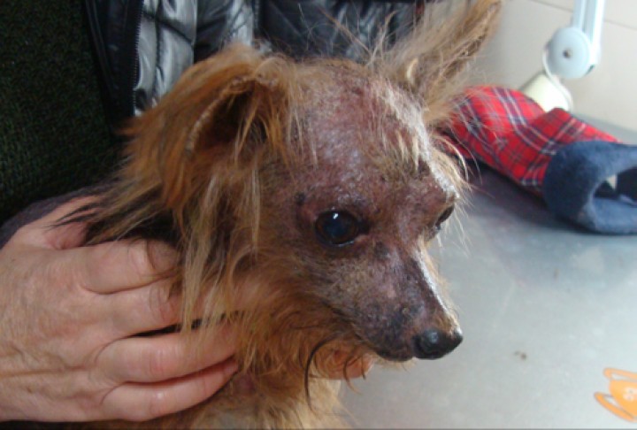 <p><strong>Dermatofitosis facial en el Yorkshire Terrier</strong>. Esta presentación facial alopécica, costrosa y en esta raza predispuesta, hace que el diagnóstico de dermatofitosis sea muy probable. La positividad frecuente a la exposición con la Lámpara de Wood y la presencia de esporas en las raíces de los pelos pueden ser confirmatorias junto con un cultivo positivo, si este hace falta. La raza suele estar predispuesta a esta patología que podríamos diferenciar de una dermatosis autoinmune, que suele afectar también a la trufa. El tratamiento de la dermatofitosis en esta raza suele ser prolongado pero eficaz.</p>