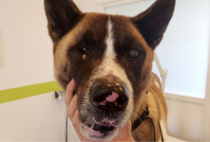 <p><strong>Síndrome uveodermatológico canino</strong>. Esta enfermedad autoinmune tiene como diana a los melanocitos y suele afectar principalmente a las zonas cutáneas pigmentadas y a la pigmentación del iris por la presencia de células con melanina. La presentación facial con la característica uveítis y despigmentación de trufa y labios sumada, en este caso, a que la raza afectada es un Akita Inu hace muy probable el diagnóstico. Sus diferenciales podrían enfocarse en otras afecciones autoinmunes o en una pioderma, aunque la uveítis nos orienta fuertemente hacia una enfermedad autoinmune. La biopsia suele ser definitiva. Como toda enfermedad autoinmune, su tratamiento se basa en la inmunosupresión.</p>