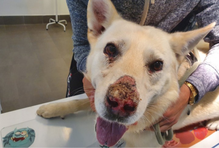 <p><strong>Lupus cutáneo canino en presentación facial</strong>. Este cuadro clínico con patrón úlcero-costroso en uniones mucocutáneas, principalmente en párpados y en la trufa, es bastante característico de esta enfermedad. La despigmentación de la nariz y alrededores suele ser frecuente y el poder relacionar la exposición al sol con el agravamiento de la enfermedad hace aún más probable el diagnóstico. Sus diagnósticos diferenciales serían el complejo pénfigo en que no suele afectarse la unión mucocutánea con tanta frecuencia, salvo que sea de tipo vulgar, y la pioderma mucocutánea que, a veces, es bastante difícil de diferenciar de esta enfermedad. La respuesta al tratamiento inmunosupresor, a la evitación del sol y la no evidencia de abundantes acantocitos ni bacterias nos hacen sospechar del lupus con más fundamento. Como siempre, su confirmación se logrará a través de estudios histopatológicos.</p>