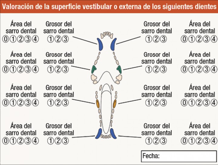 <p>Representación gráfica de los dientes a valorar en el estudio.</p>
