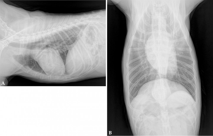 <p>Radiografías de tórax de un perro con vómitos y regurgitaciones esporádicas de un mes y medio de evolución. (<strong>A</strong>) Proyección lateral derecha. (<strong>B</strong>) Proyección ventrodorsal.</p>