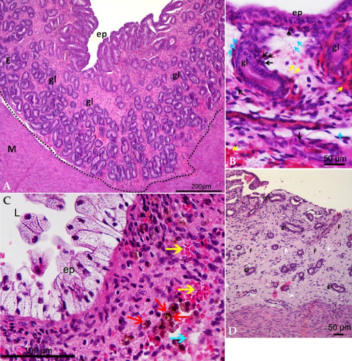 <p>(<strong>A</strong>) Microfotografía de biopsia uterina teñida con hematoxilina y eosina. Endometrio normal de perra. Epitelio de superficie (ep), glándulas endometriales (gl), endometrio (E), miometrio (M). (X100, H&E). (<strong>B</strong>) Microfotografía de biopsia uterina teñida con hematoxilina y eosina. Endometritis histológica aguda. Epitelio de superficie (ep), glándulas endometriales (gl). Las flechas negras marcan neutrófilos, las flechas amarillas marcan glóbulos rojos y las flechas celestes marcan edema. (X600, H&E). (<strong>C</strong>) Microfotografía de biopsia uterina teñida con hematoxilina y eosina. Endometritis histológica subaguda. Epitelio de superficie (ep), lumen (L). Las flechas amarillas marcan glóbulos rojos, las flechas celestes marcan edema y las flechas rojas marcan hemosiderina. (X600, H&E). (<strong>D</strong>) Microfotografía de biopsia uterina teñida con hematoxilina y eosina. Endometritis histológica crónica. Epitelio de superficie (ep), glándulas endometriales (gl), fibrosis (F). Las flechas blancas marcan fibrocitos. (X100, H&E).</p>