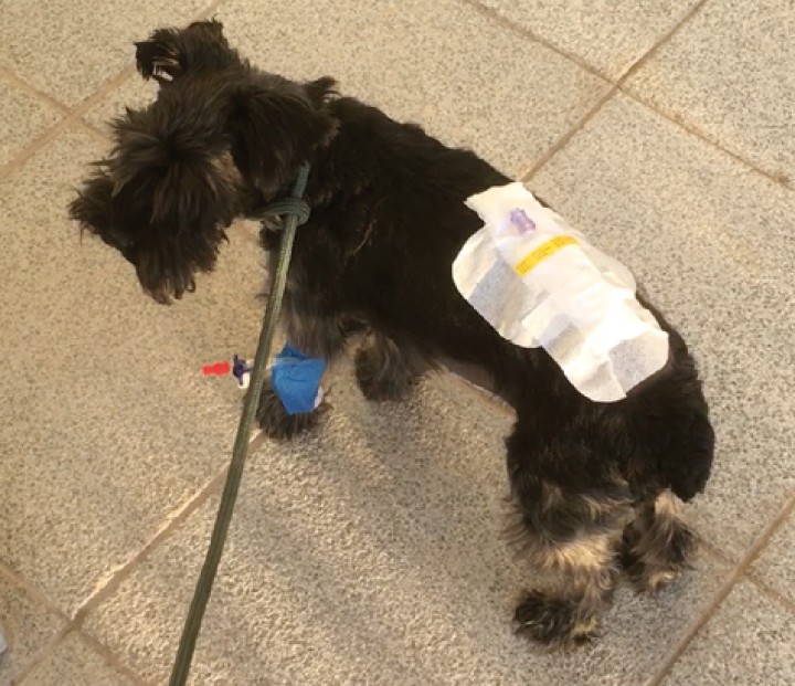 <p>Imagen del paciente tras la recuperación.</p>