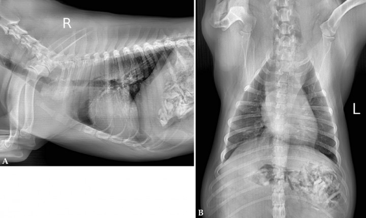 <p>(<strong>A</strong>) Radiografía de la cavidad torácica en proyección lateral derecha. (<strong>B</strong>) Radiografía de la cavidad torácica en proyección ventrodorsal.</p>