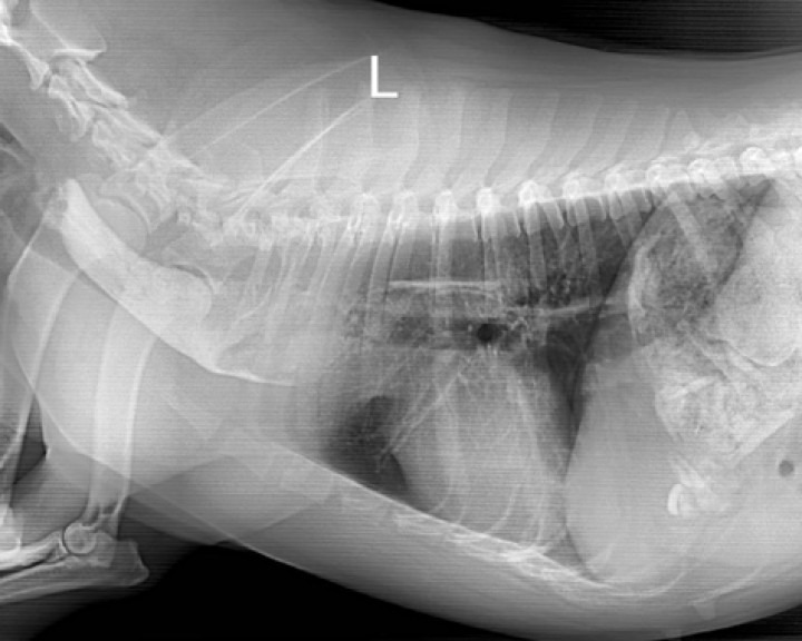 <p>Radiografía de la cavidad torácica en proyección lateral derecha, tras la administración de contraste yodado vía oral, en la que se evidencia cómo la columna de contraste se detiene craneal al cuerpo extraño (CE) esofágico, aunque se puede observar que hay paso de un poco de contraste tras el CE, dorsal a la tráquea y la silueta cardíaca.</p>