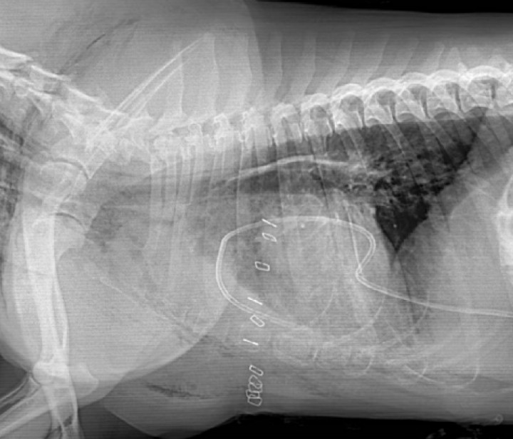 <p>Radiografía de la cavidad torácica en proyección lateral derecha tras la administración de contraste. Se confirma que no hay fuga. Se observa enfisema subcutáneo y aumento de la densidad en espacio subcutáneo esternal por la presencia de seroma, confirmado por la salida de líquido serosanguinolento por la sutura al hacer presión en la zona. El aumento de la opacidad en el tórax craneoventral es compatible con la inflamación de los tejidos de la zona intervenida y con la presencia de efusión pleural, confirmada por la salida de líquido por el tubo de drenaje.</p>