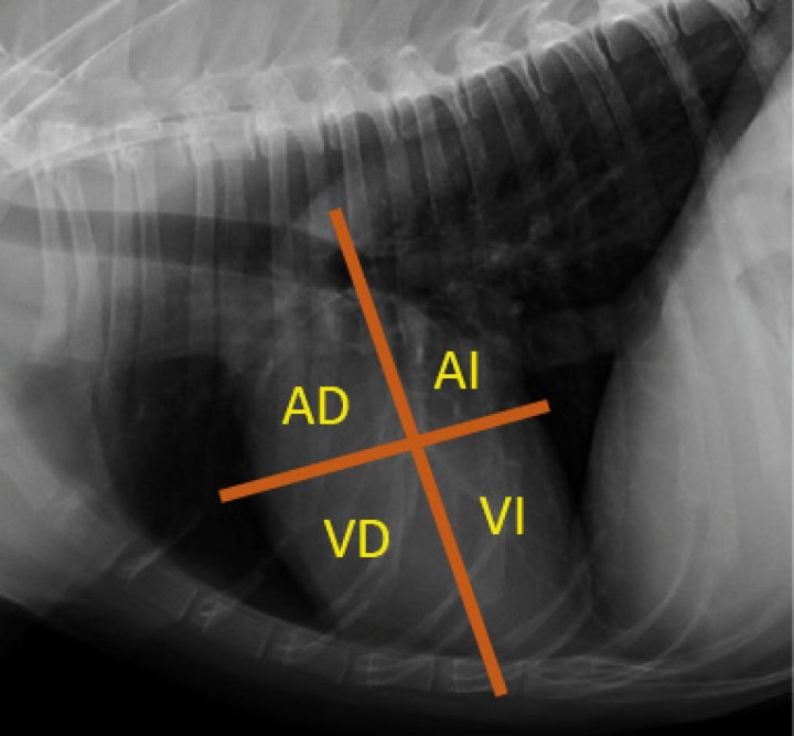 <p>Proyección lateral derecha con diagrama de la localización anatómica de las cuatro cámaras cardíacas. AD: atrio derecho. AI: atrio izquierdo. VD: ventrículo derecho. VI: ventrículo izquierdo.</p>